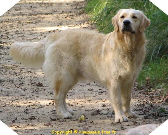 Golden retriever sable