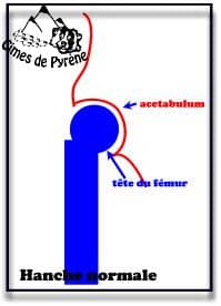 Schema hanches normales