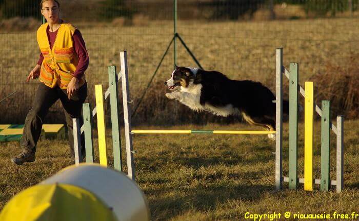 Woollie agility