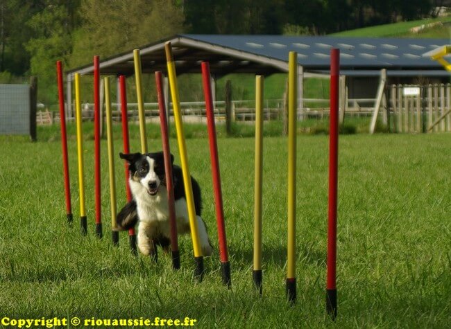 Woollie agility