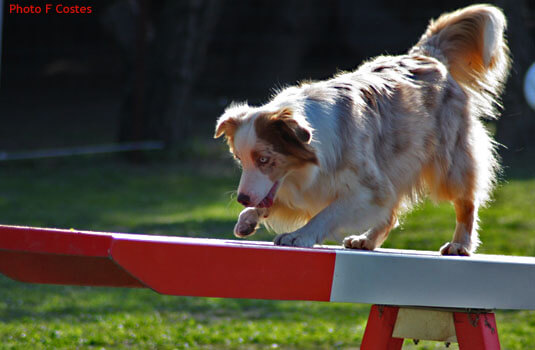 Riou agility