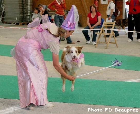 Riou dogdancing