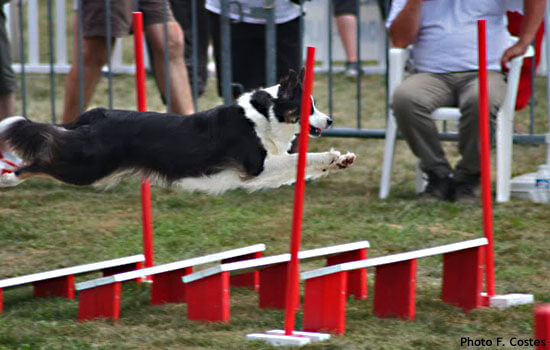 Woollie agility