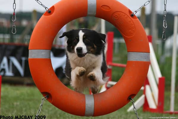 Woollie en agility