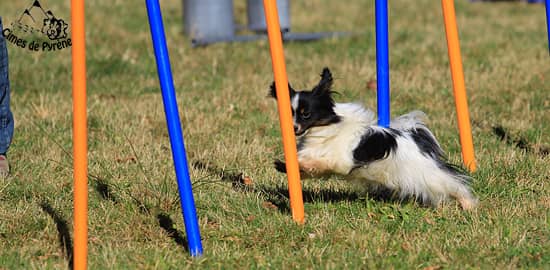 Giga agility