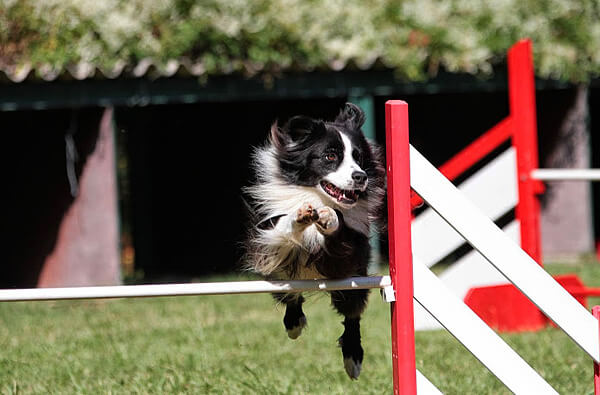 Danak agility