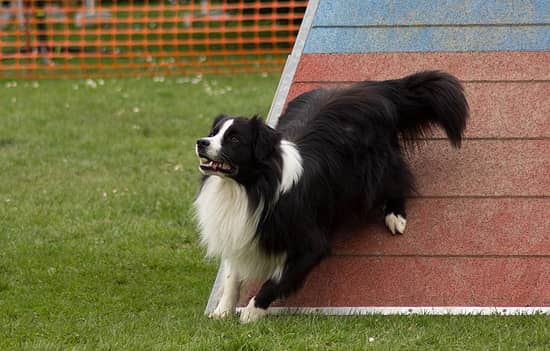 Danak agility