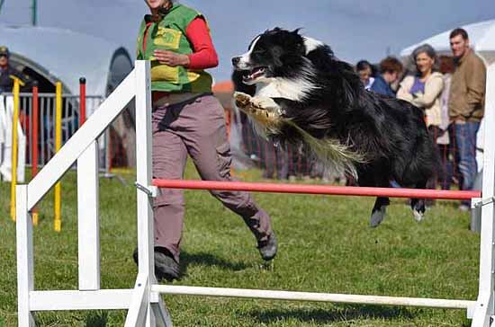 Danak agility