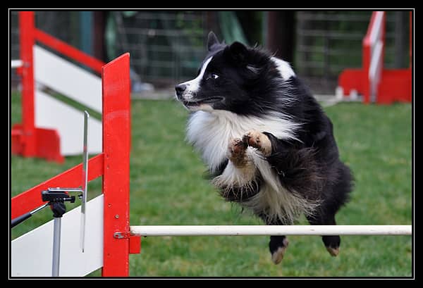 Danak agility