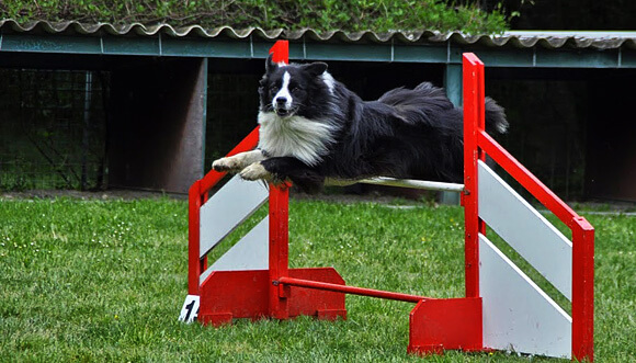 Danak agility