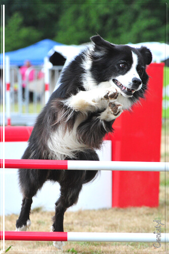 Danak 3ans agility