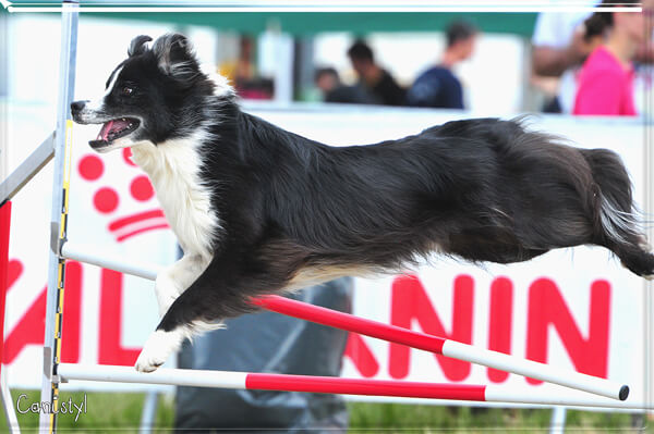 Danak 3ans agility