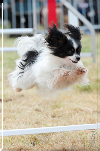 Giga agility