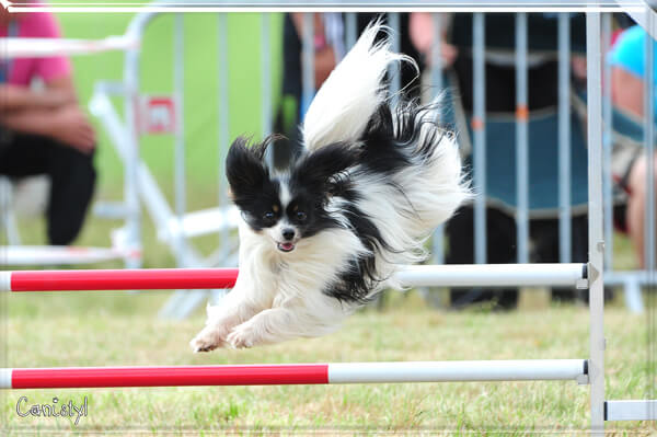 Giga en agility