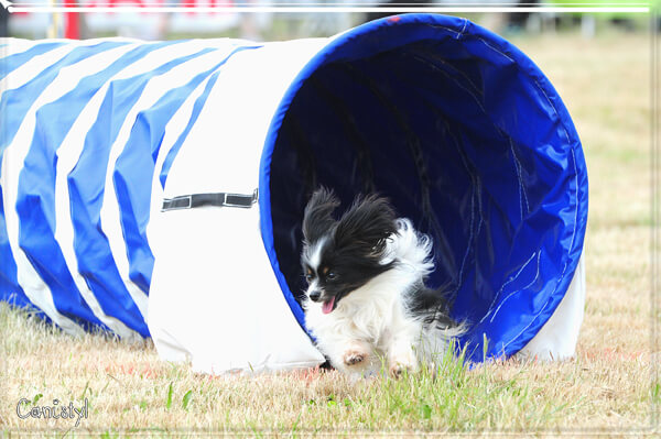 Giga agility