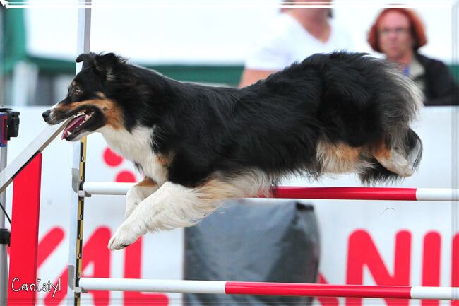 Izarra en agility