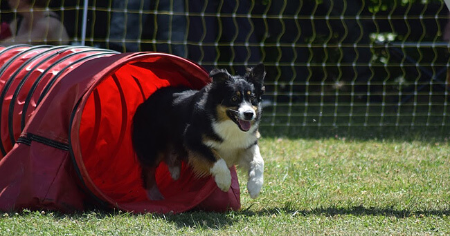 Izarra 2ans agility