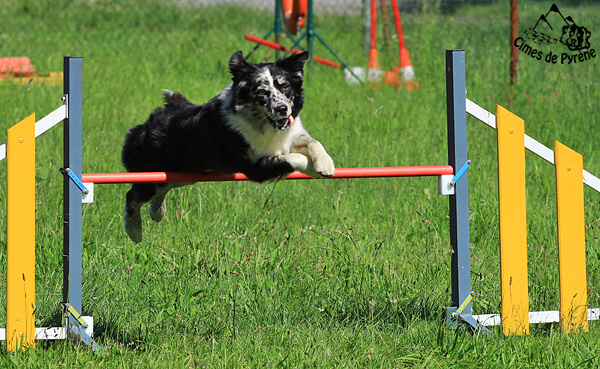 Yéti agility