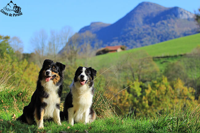 Izarra 2ans et Woollie