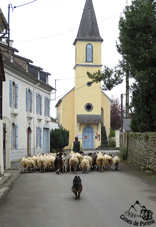 Izarra au troupeau