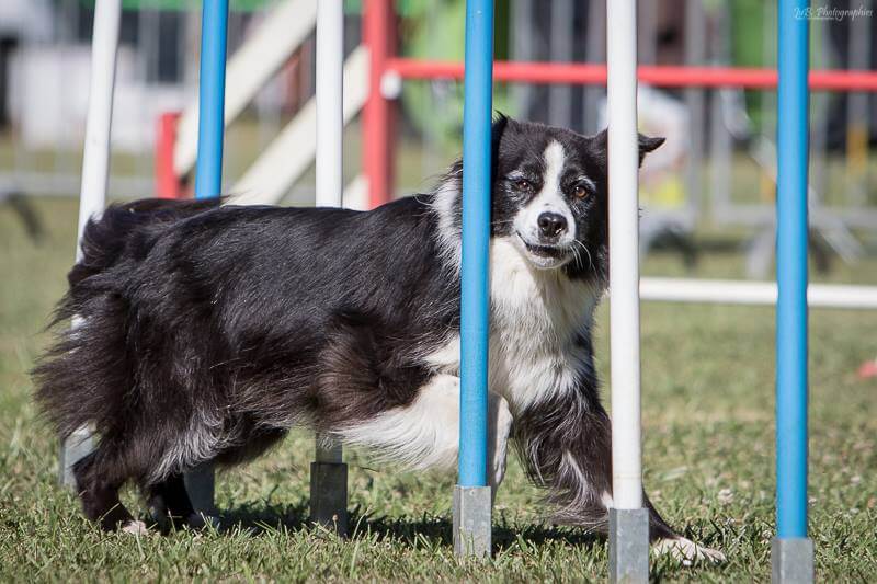 Danak 4ans agility