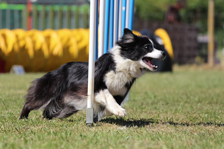 Danak, agility