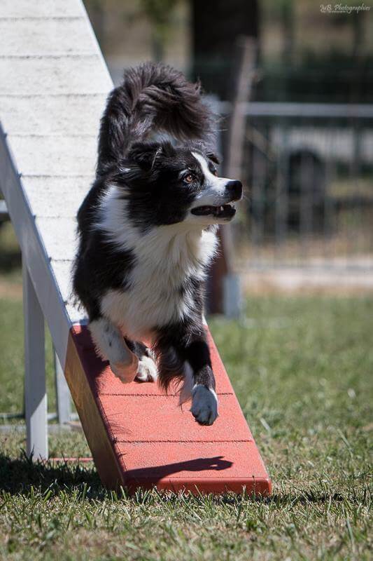 Danak 4ans agility