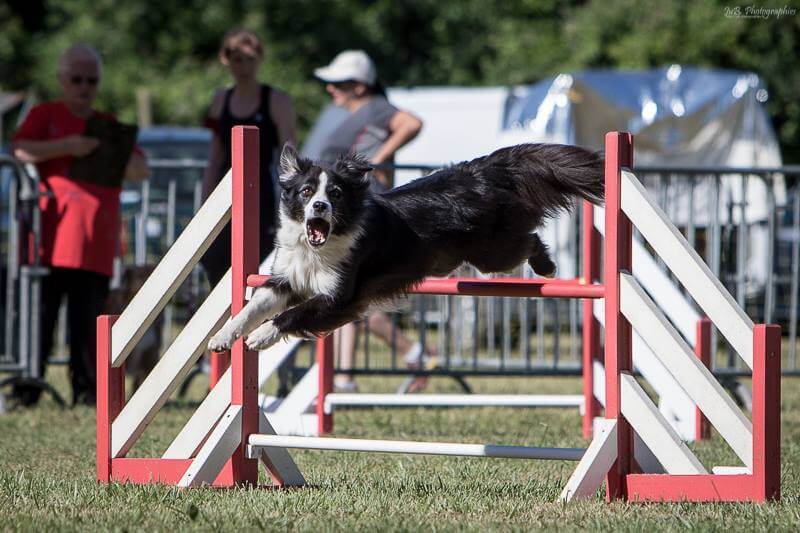 Danak agility