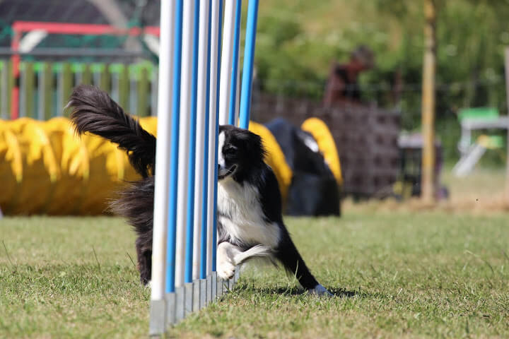 Danak agility