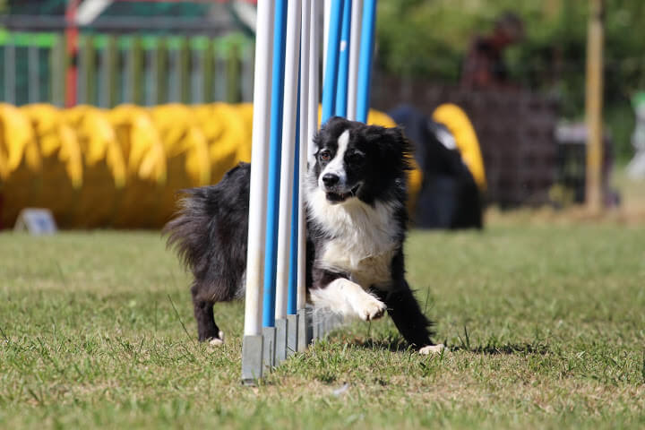 Danak agility