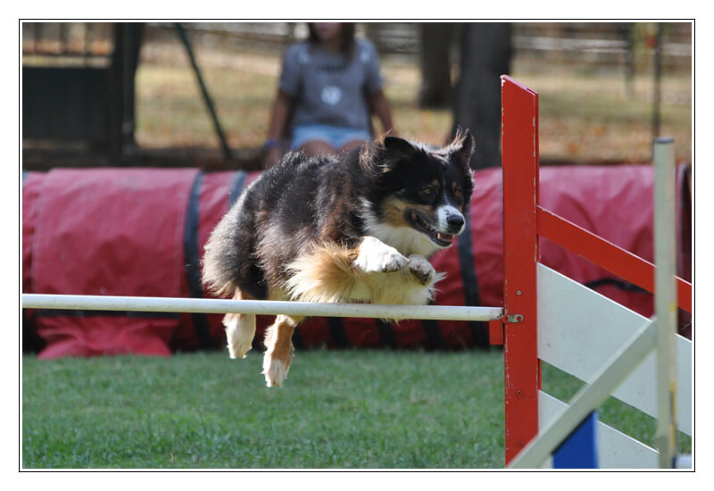 Izarra agility