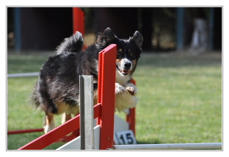 Izarra agility