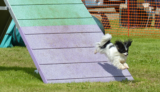 Giga agility