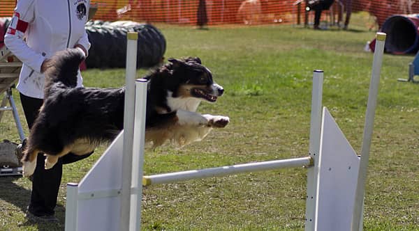 Izarra agility