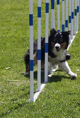 Izarra agility