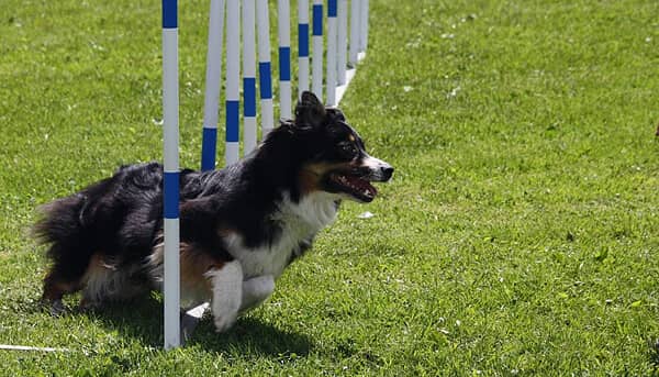 Izarra agility