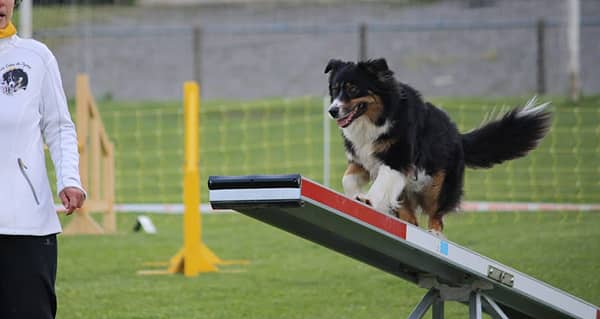 Izarra agility