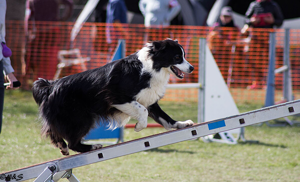 Danak 4ans agility