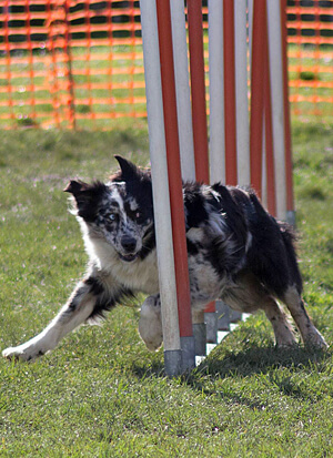 Yéti agility