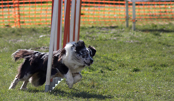 Yéti agility