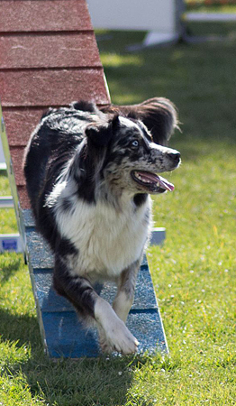 Yéti agility