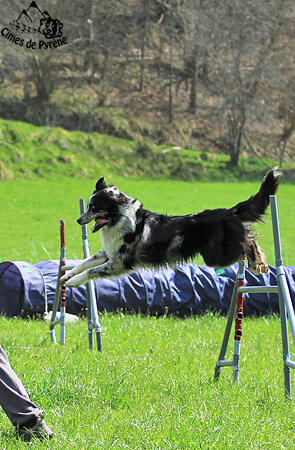 Yéti agility