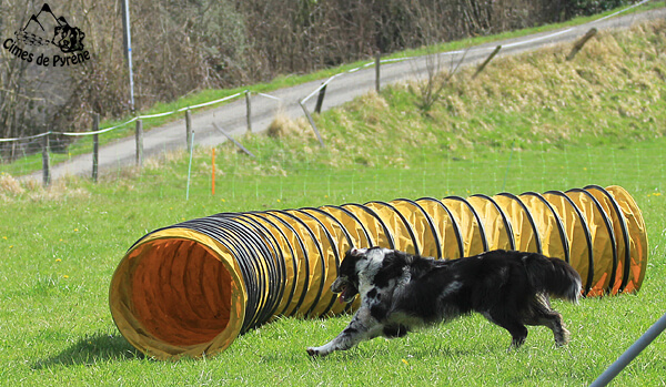 Yéti agility