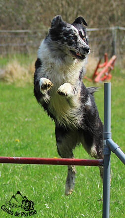 Yéti agility