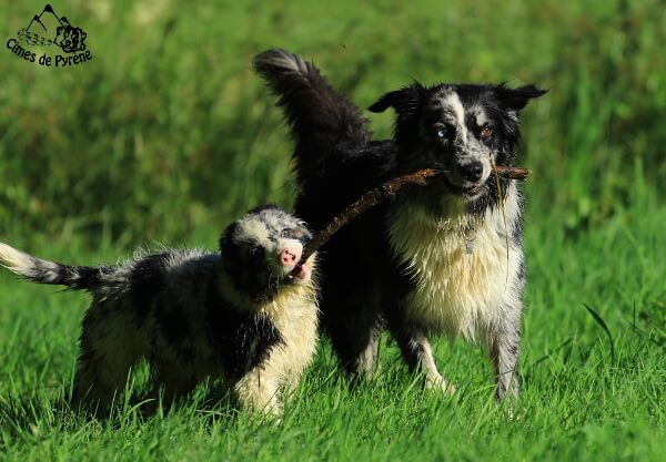 Yéti 3 ans avec ses chiots