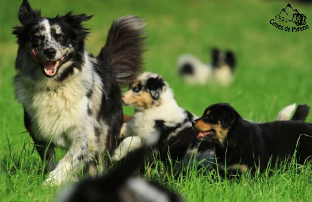 Yéti 3 ans avec ses chiots