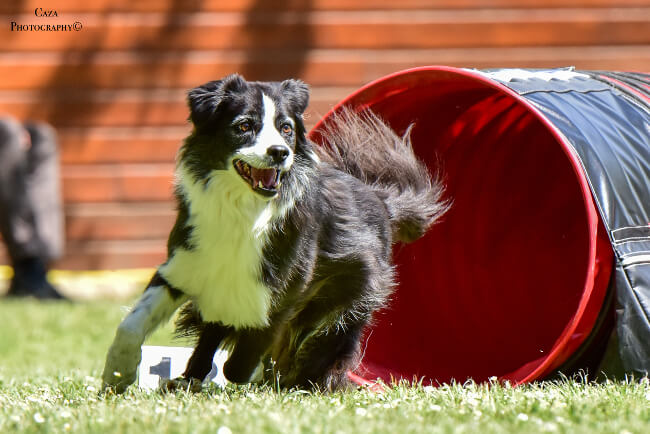 Danak 5ans agility