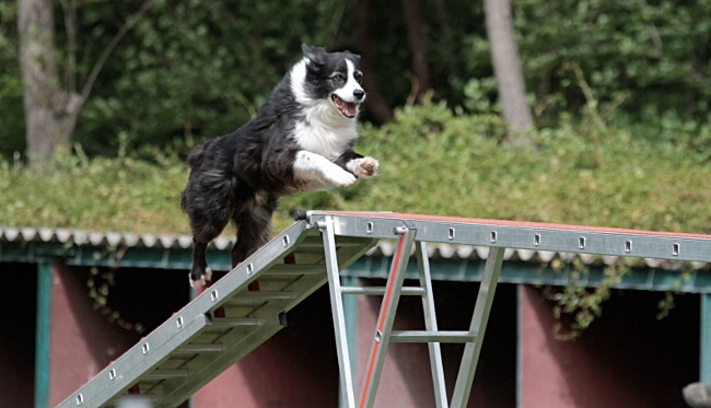 Danak 5ans agility