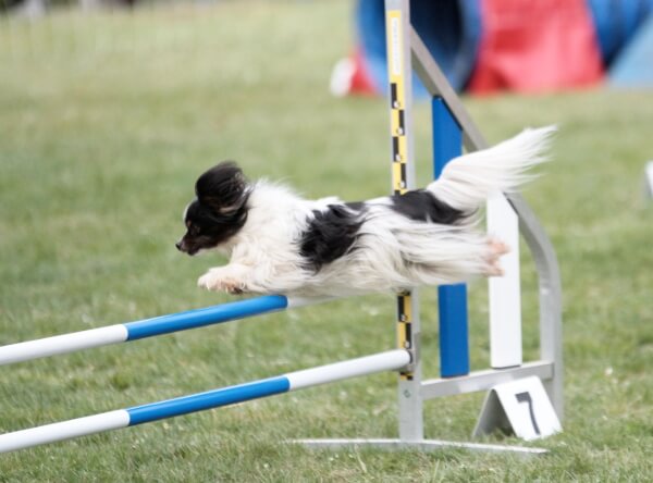 Giga agility