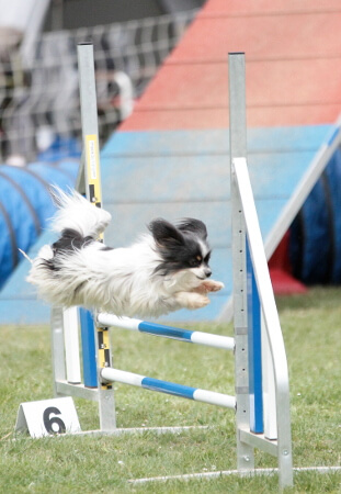 Giga agility